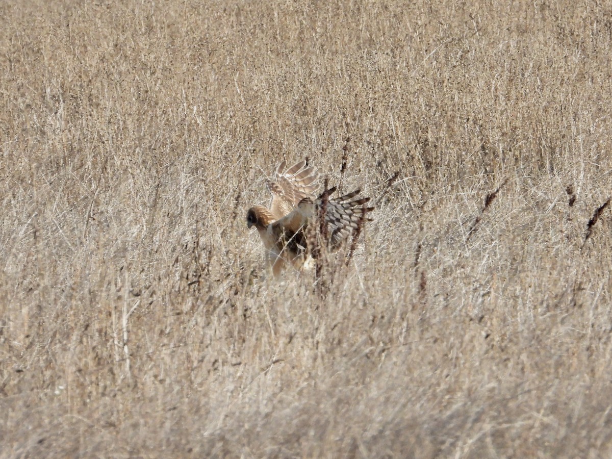 Northern Harrier - ML644502254