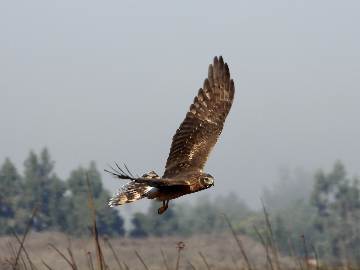 Northern Harrier - ML644502255