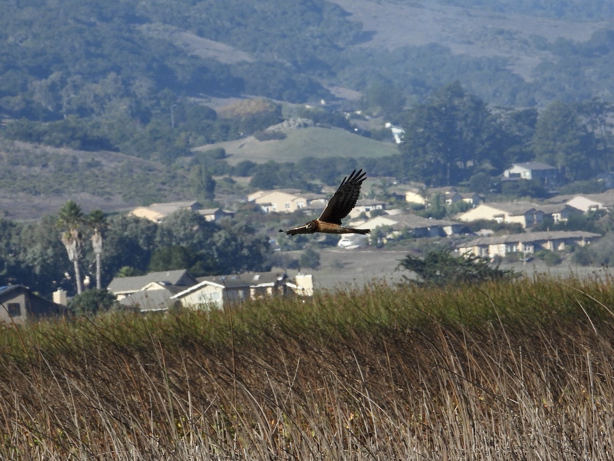 Northern Harrier - ML644502256