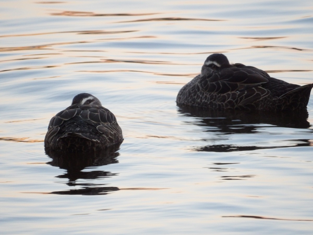 マミジロカルガモ - ML644502258