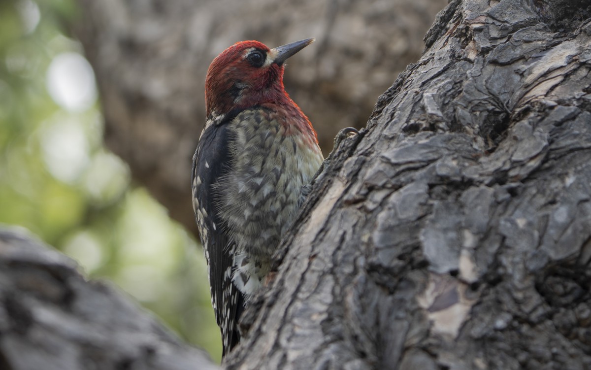 rødbrystsevjespett - ML644502259