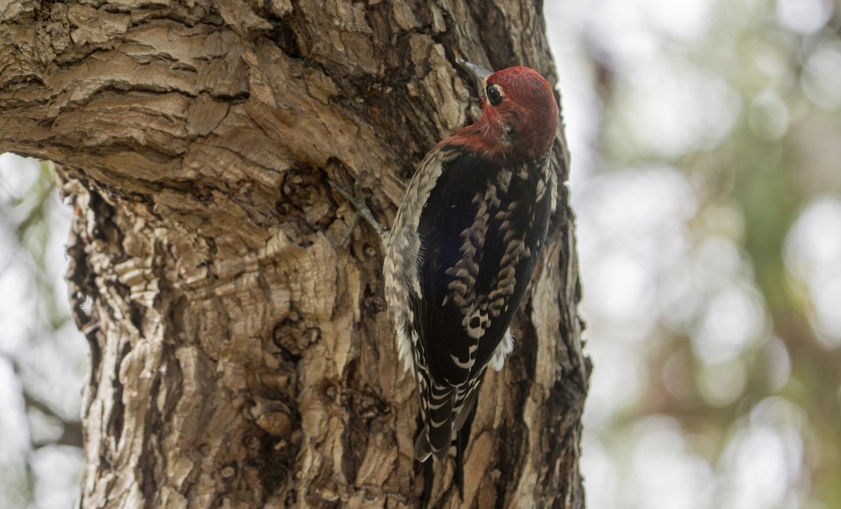 rødbrystsevjespett - ML644502260