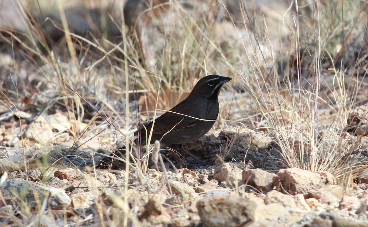 Five-striped Sparrow - ML644502263