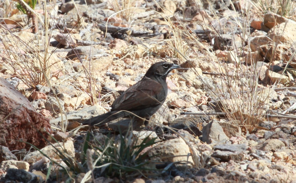 Five-striped Sparrow - ML644502264
