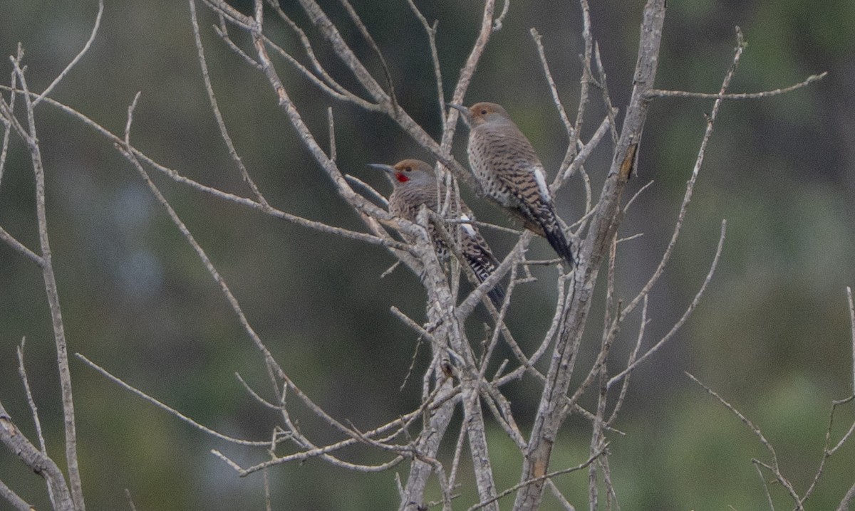 gullspett - ML644502265