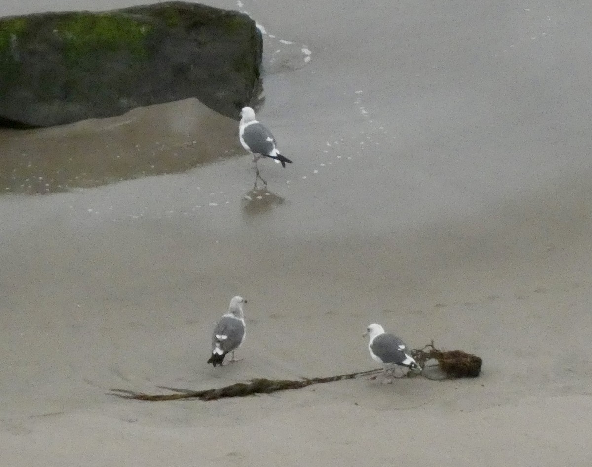 Western Gull - ML644502266