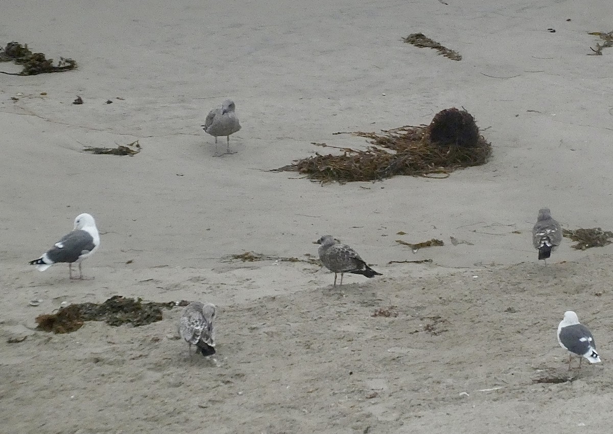 Western Gull - ML644502267