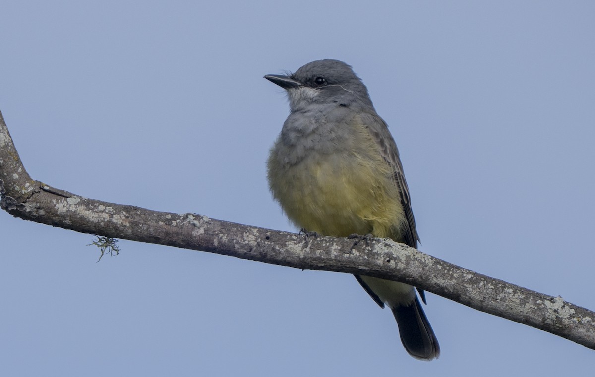 krattkongetyrann - ML644502269