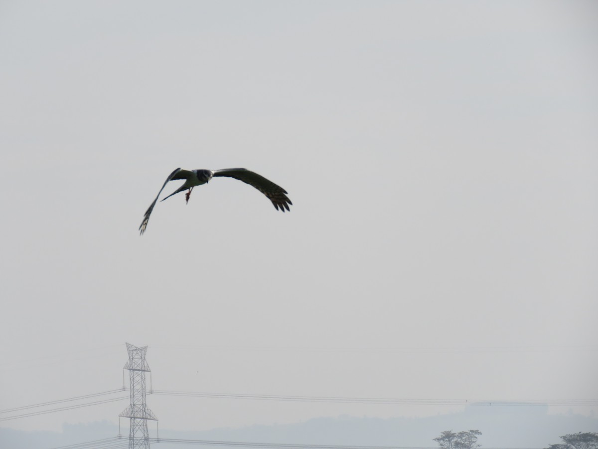 Лунь довгохвостий - ML644502272