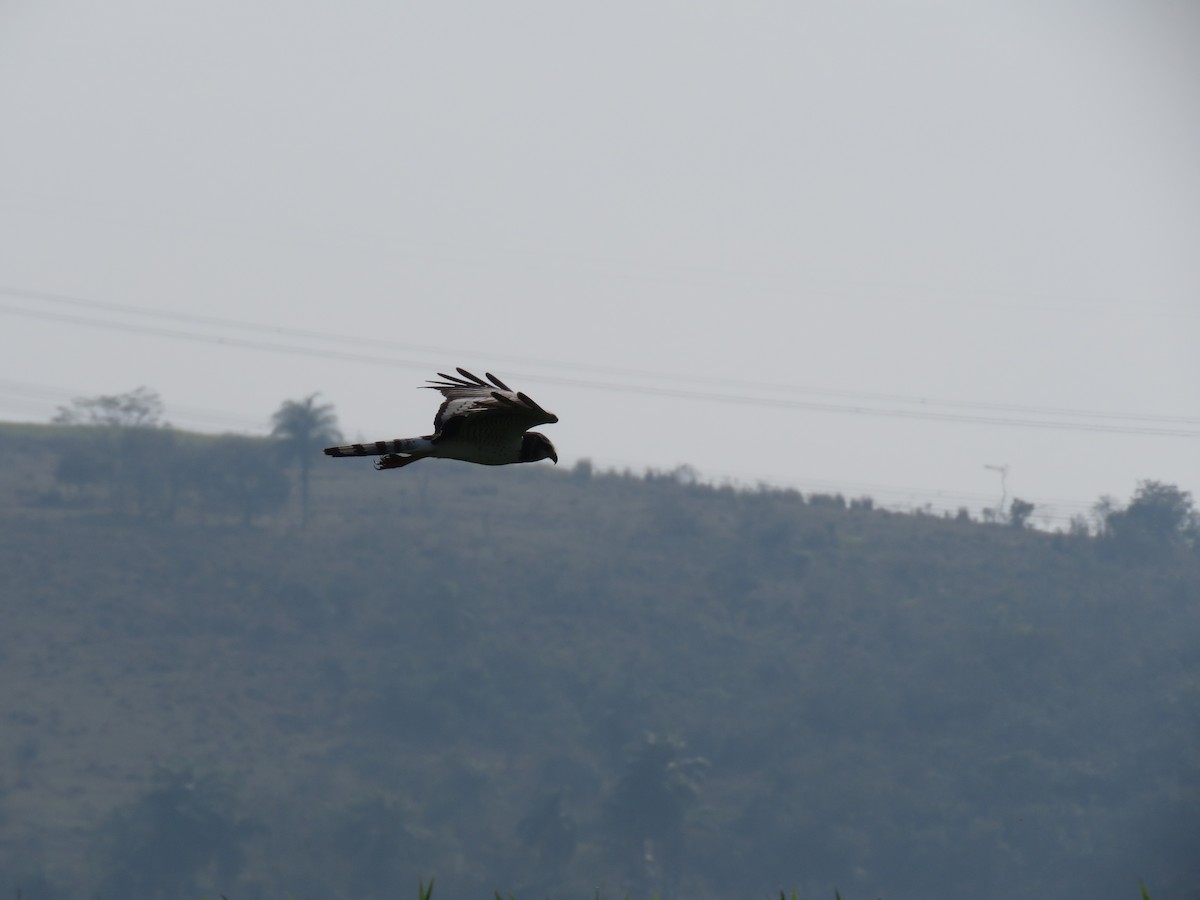 Лунь довгохвостий - ML644502274