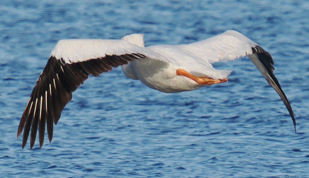 American White Pelican - ML644502277
