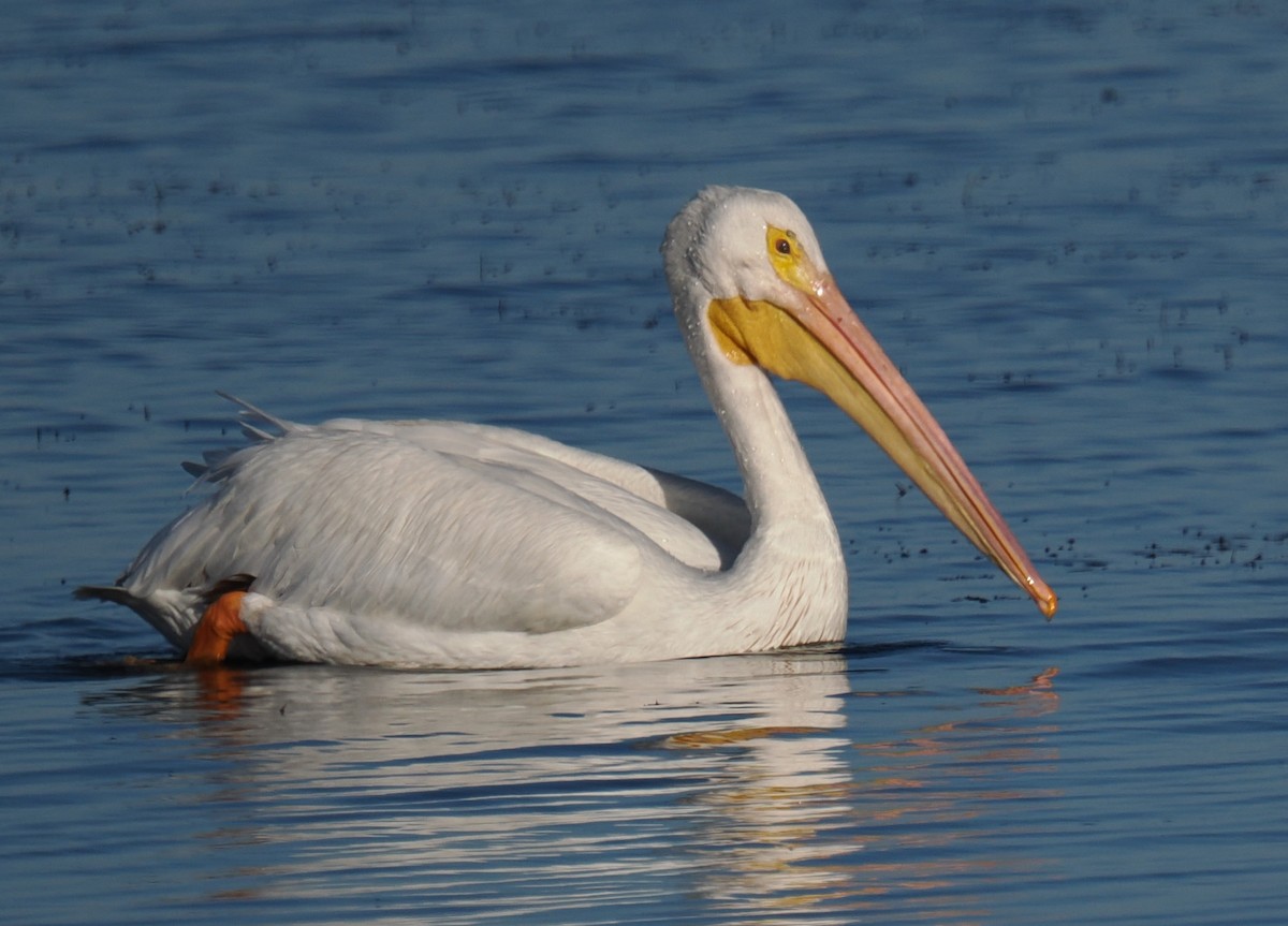 American White Pelican - ML644502278