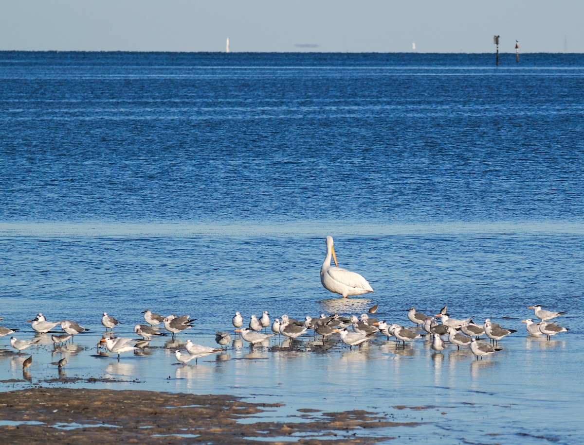 American White Pelican - ML644502279