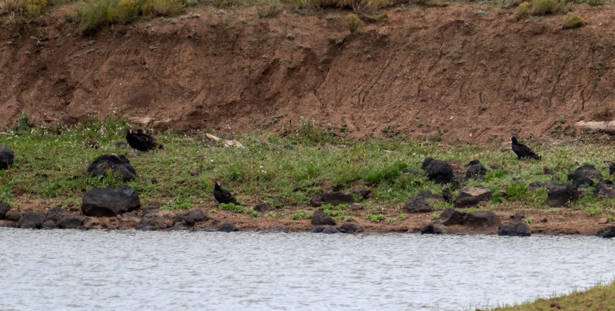 ヒメコンドル - ML644502280