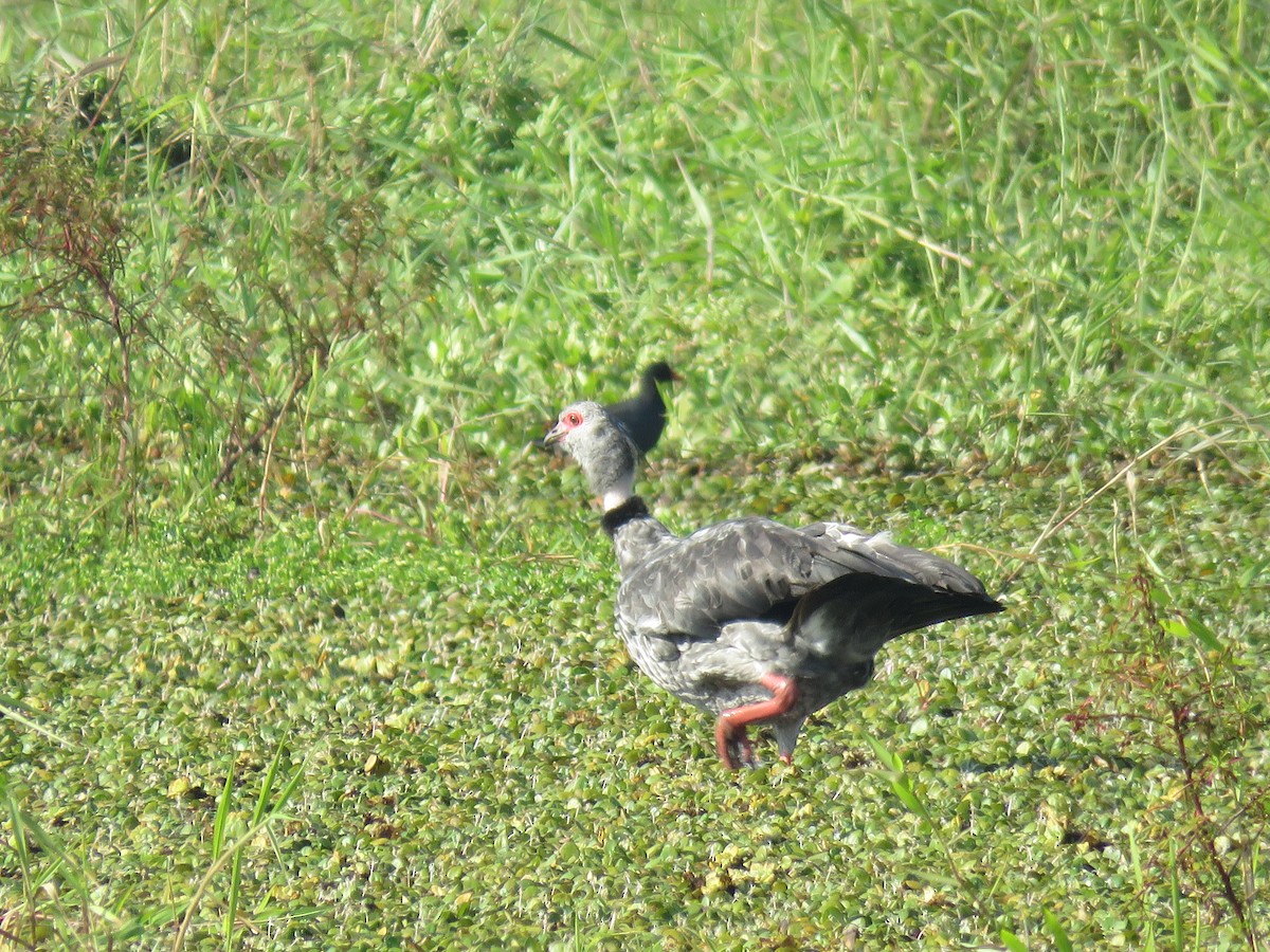 Southern Screamer - ML644502281
