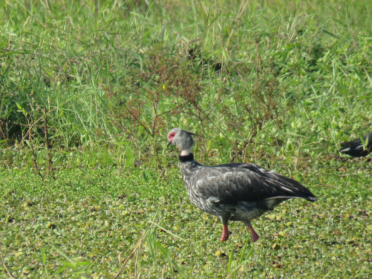 Southern Screamer - ML644502283