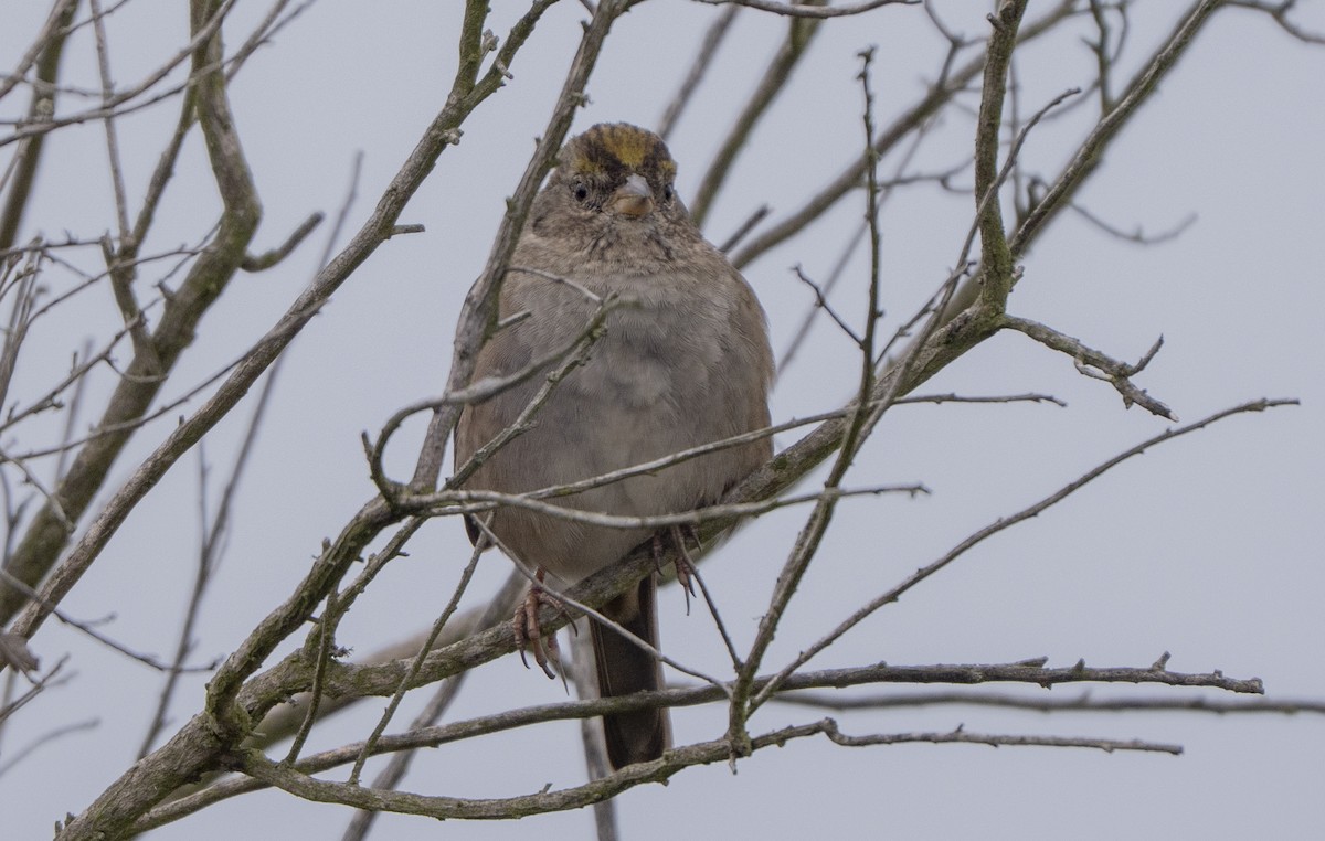 gulkronespurv - ML644502287