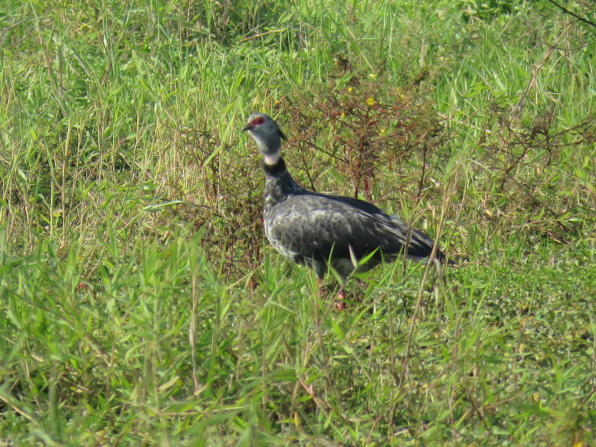 Southern Screamer - ML644502288