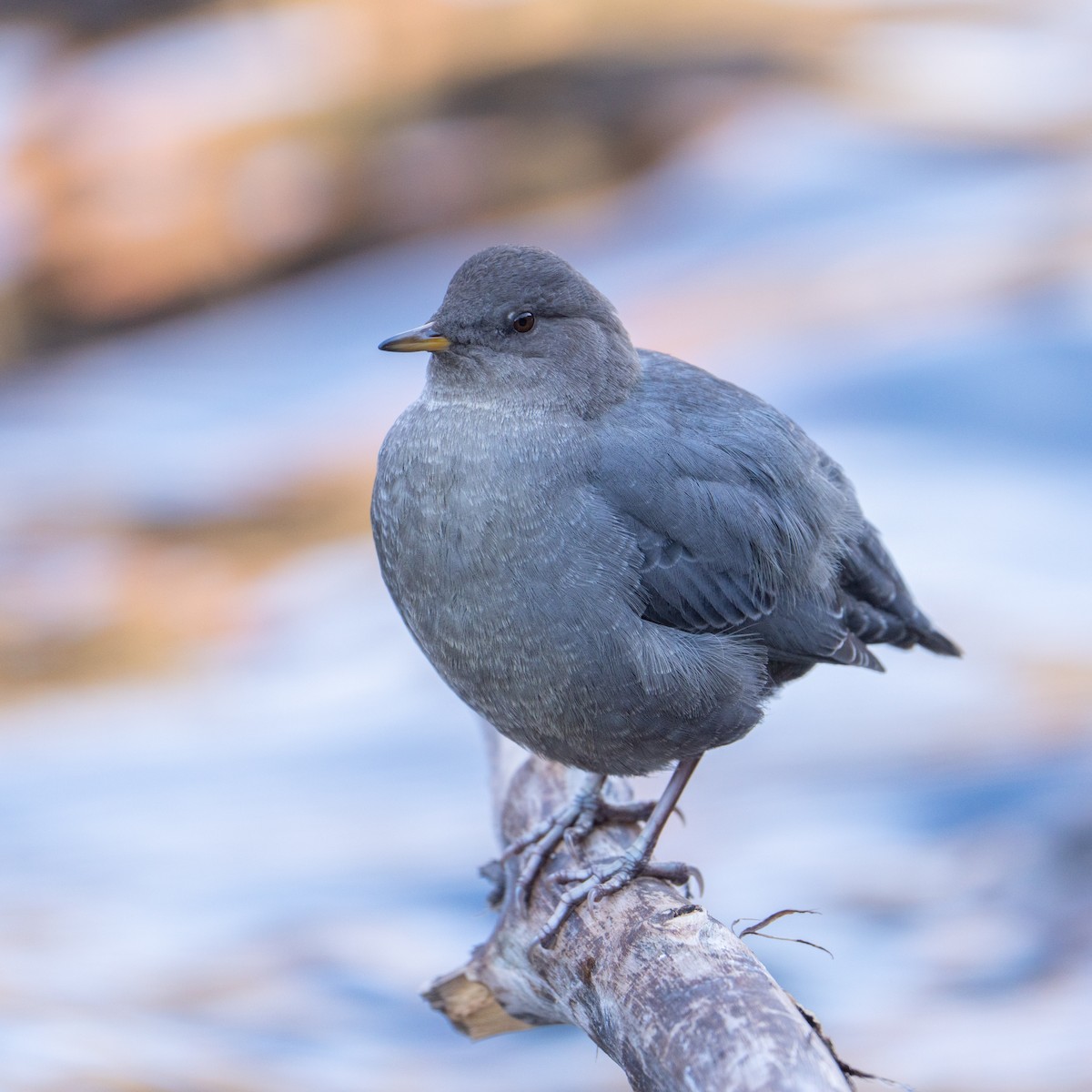 Серая оляпка - ML644502294