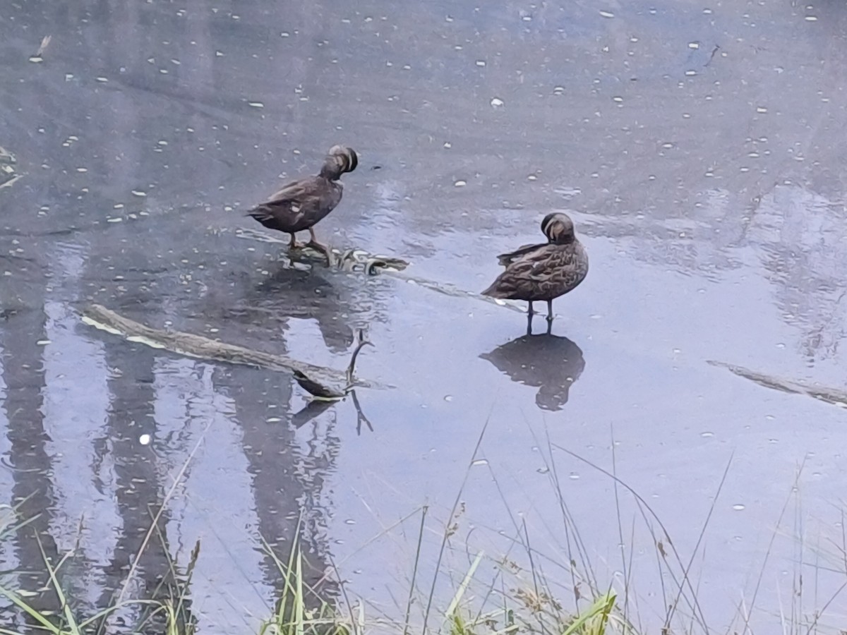 マミジロカルガモ - ML644502296