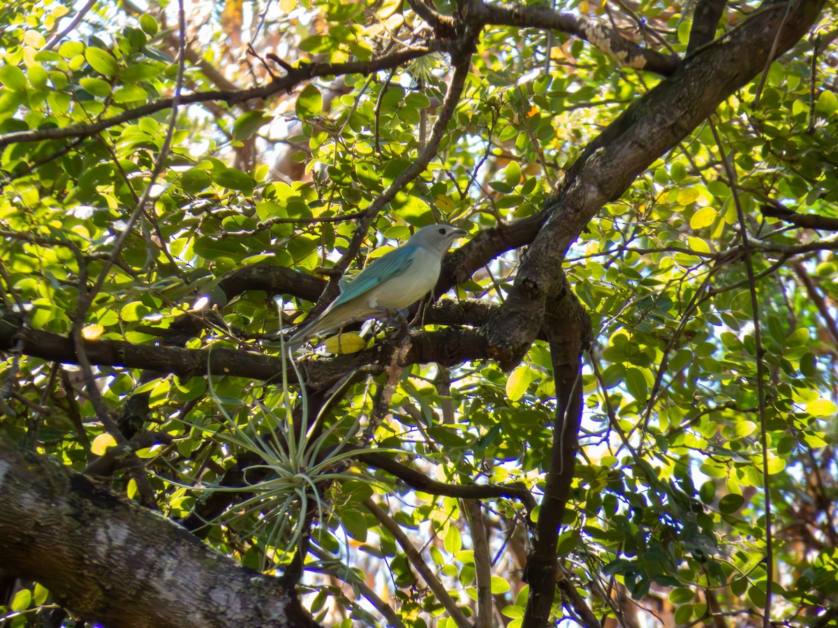 Sayaca Tanager - ML644502307