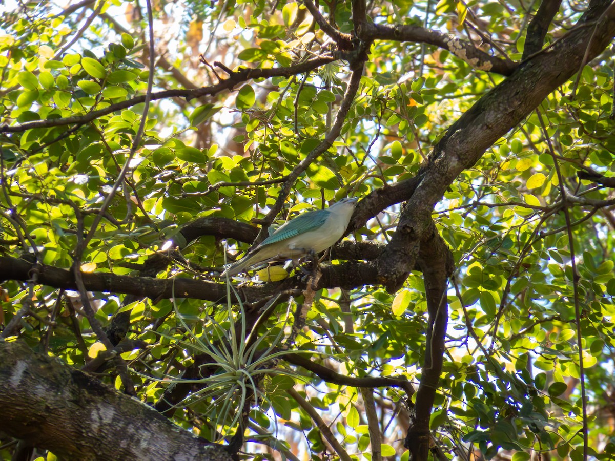 Sayaca Tanager - ML644502308