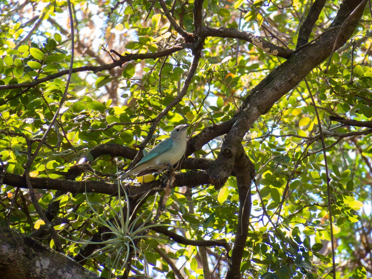 Sayaca Tanager - ML644502309