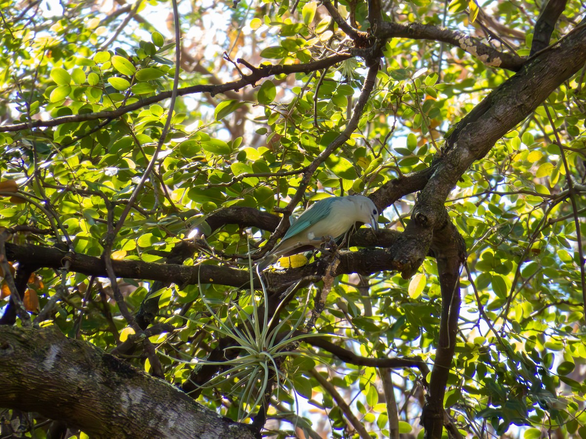 Sayaca Tanager - ML644502310