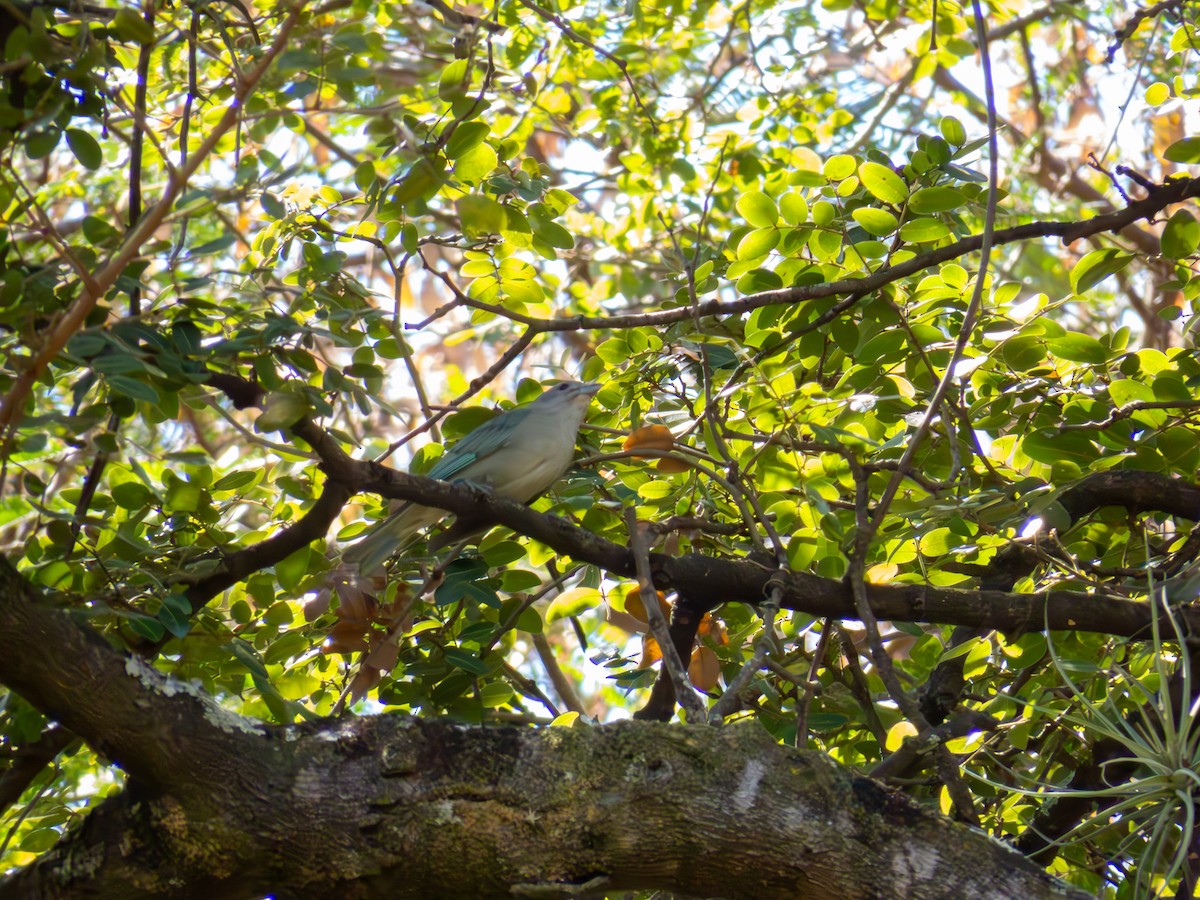 Sayaca Tanager - ML644502311