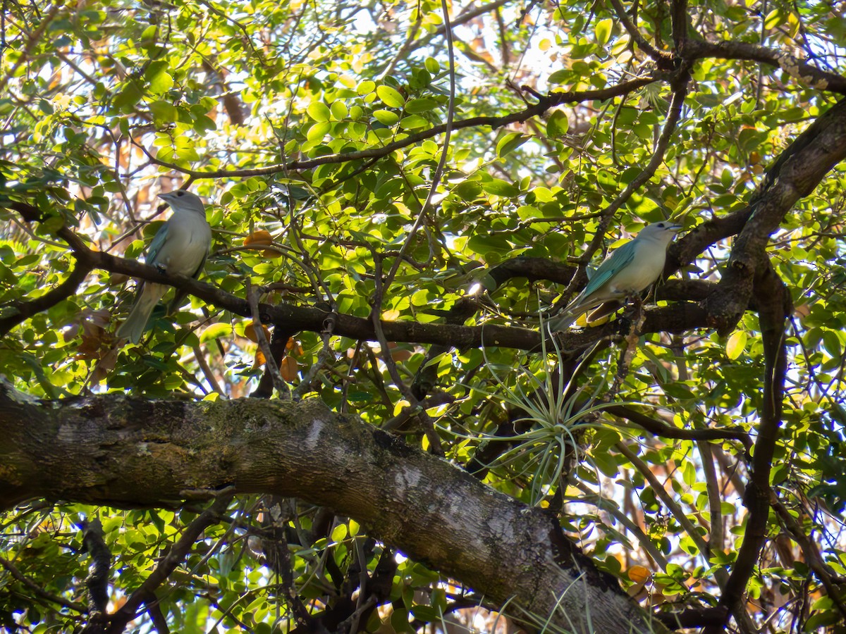 Sayaca Tanager - ML644502312