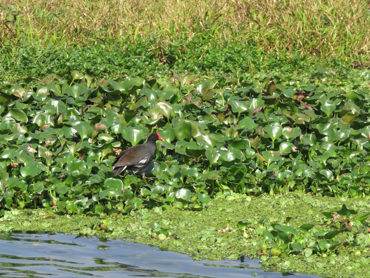 Amerika Sutavuğu - ML644502314