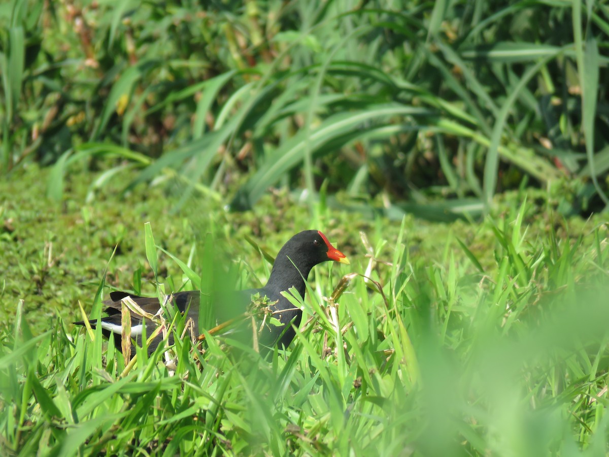 Amerika Sutavuğu - ML644502316