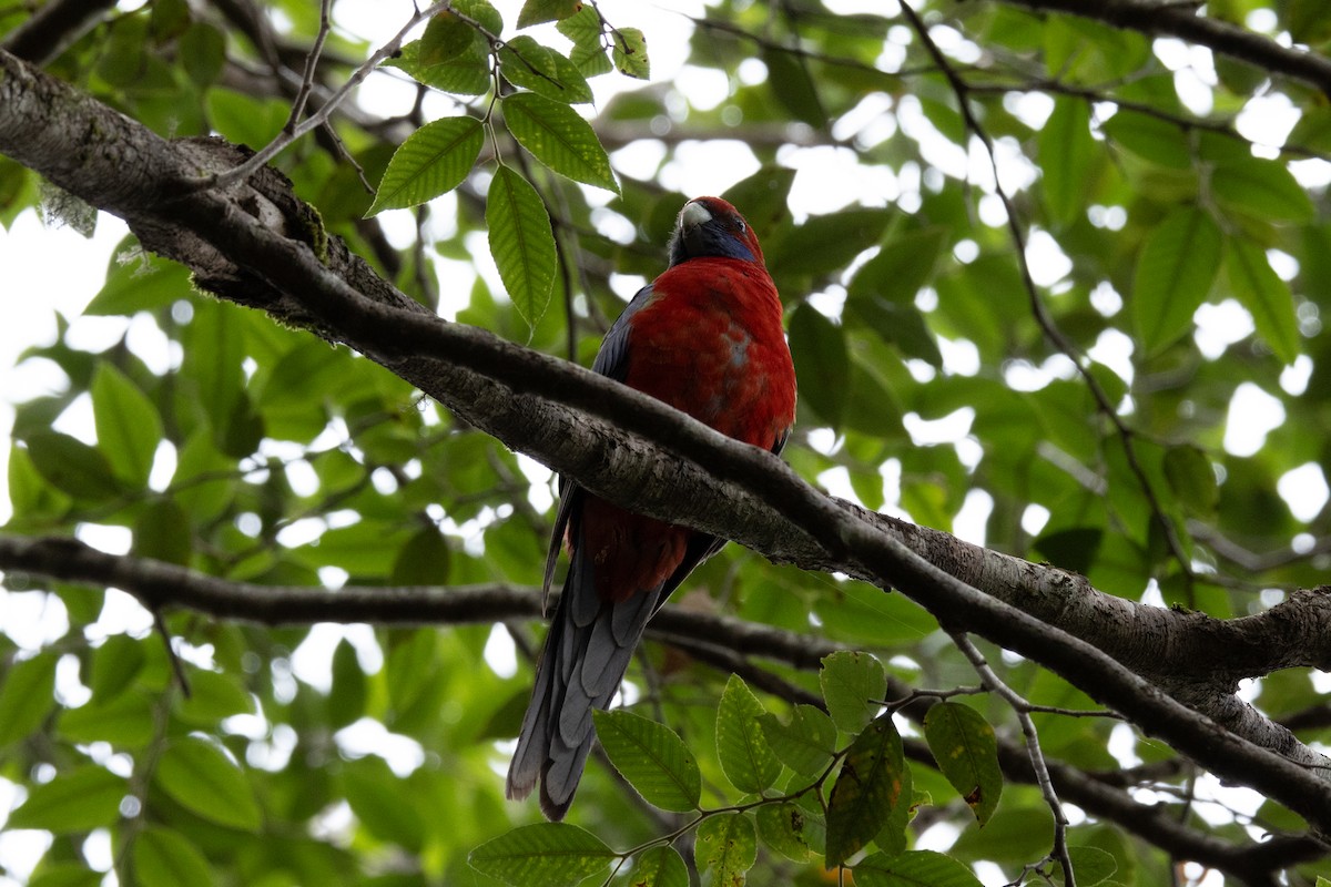 rødrosella (elegans gr.) - ML644502325