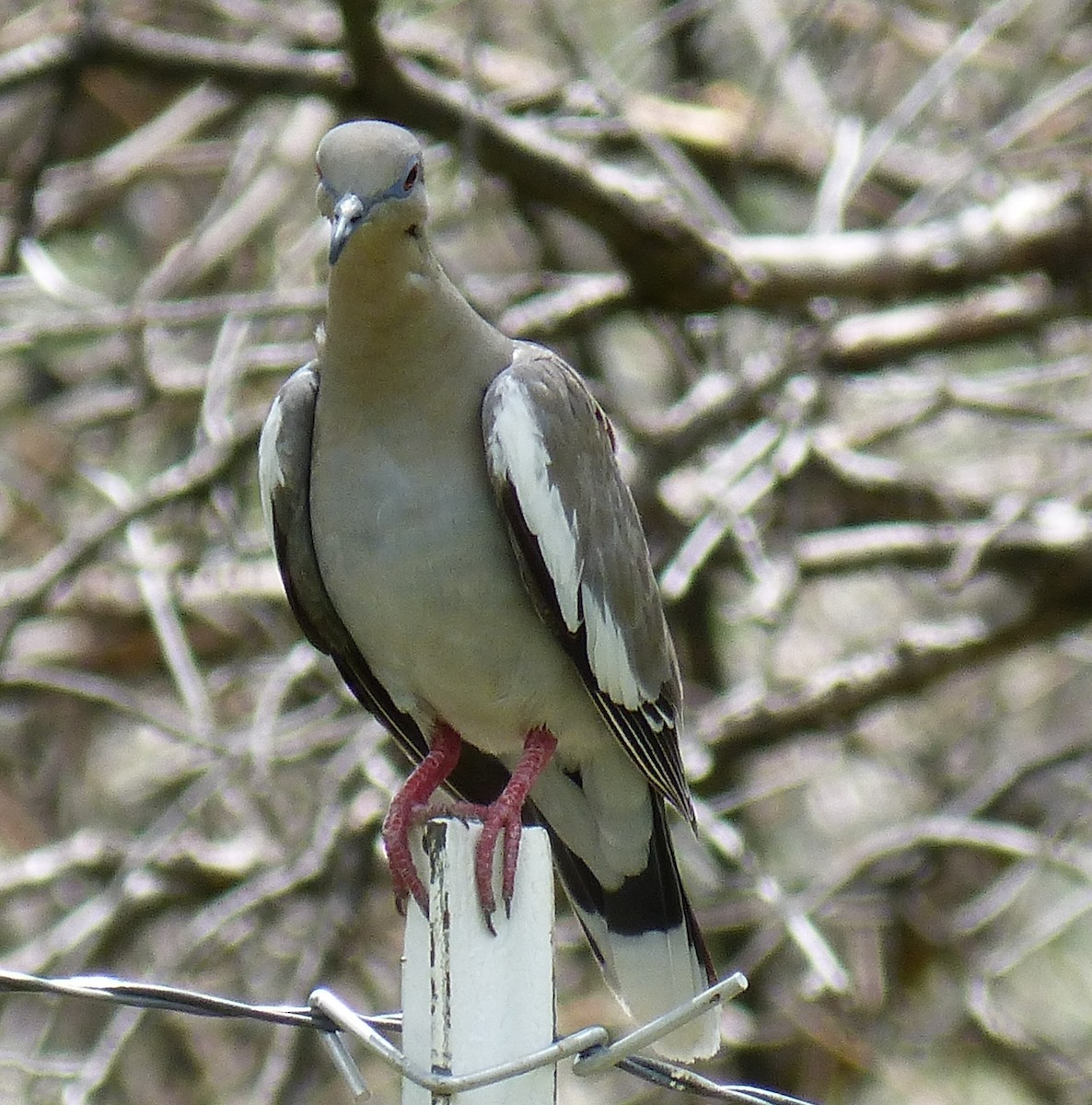 Zenaida Aliblanca - ML644502329