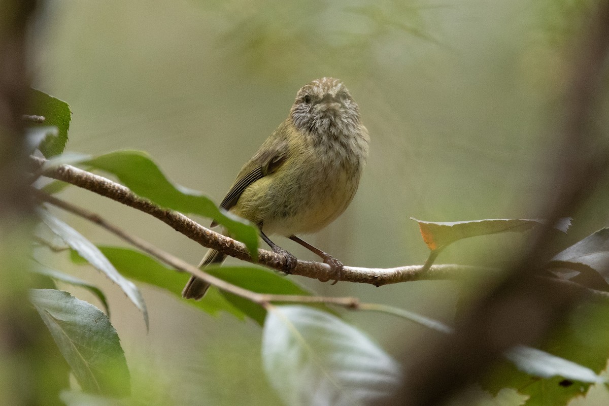 stripetornsmett - ML644502330