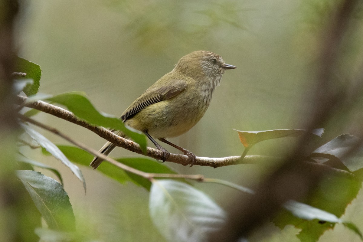 stripetornsmett - ML644502331