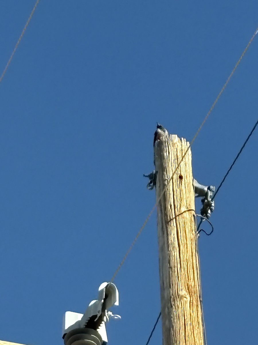 Lewis's Woodpecker - ML644502333