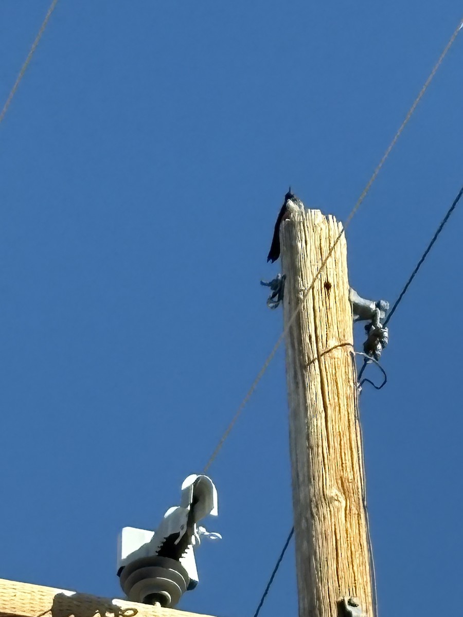 Lewis's Woodpecker - ML644502334