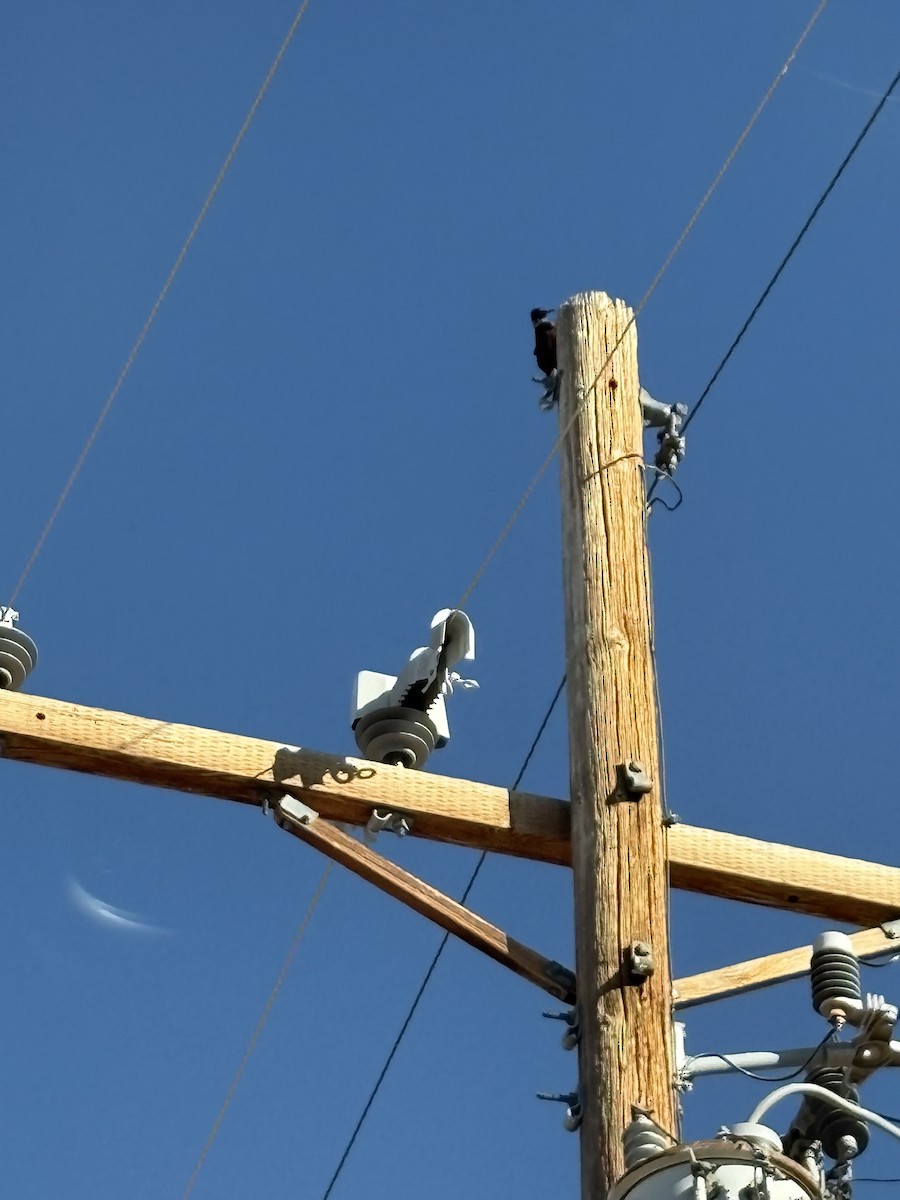 Lewis's Woodpecker - ML644502335