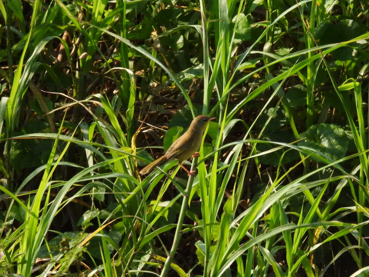 Gray-crowned Yellowthroat - ML644502336