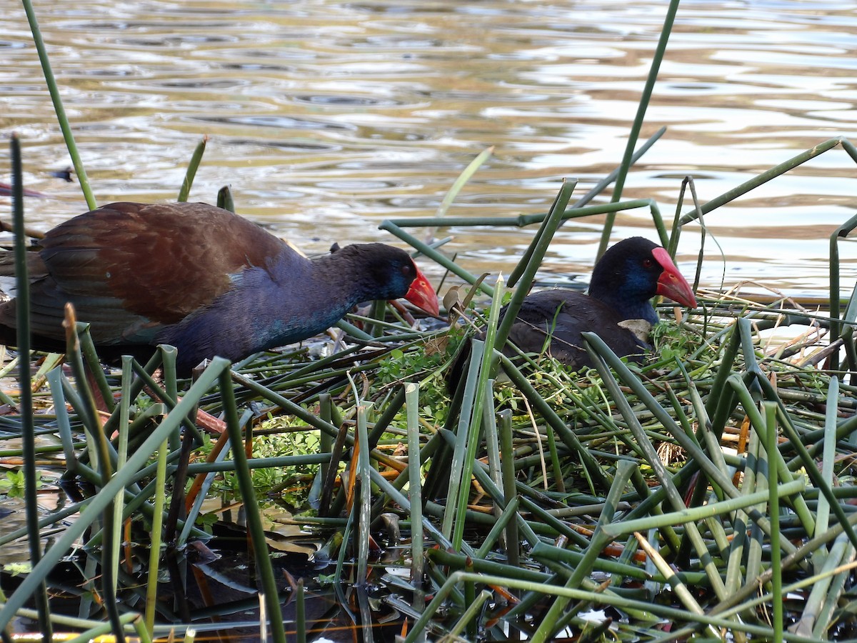 Australasian Swamphen - ML644502341