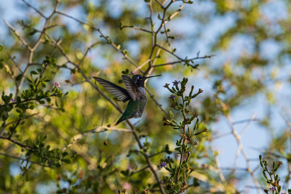 Anna's Hummingbird - ML644502346