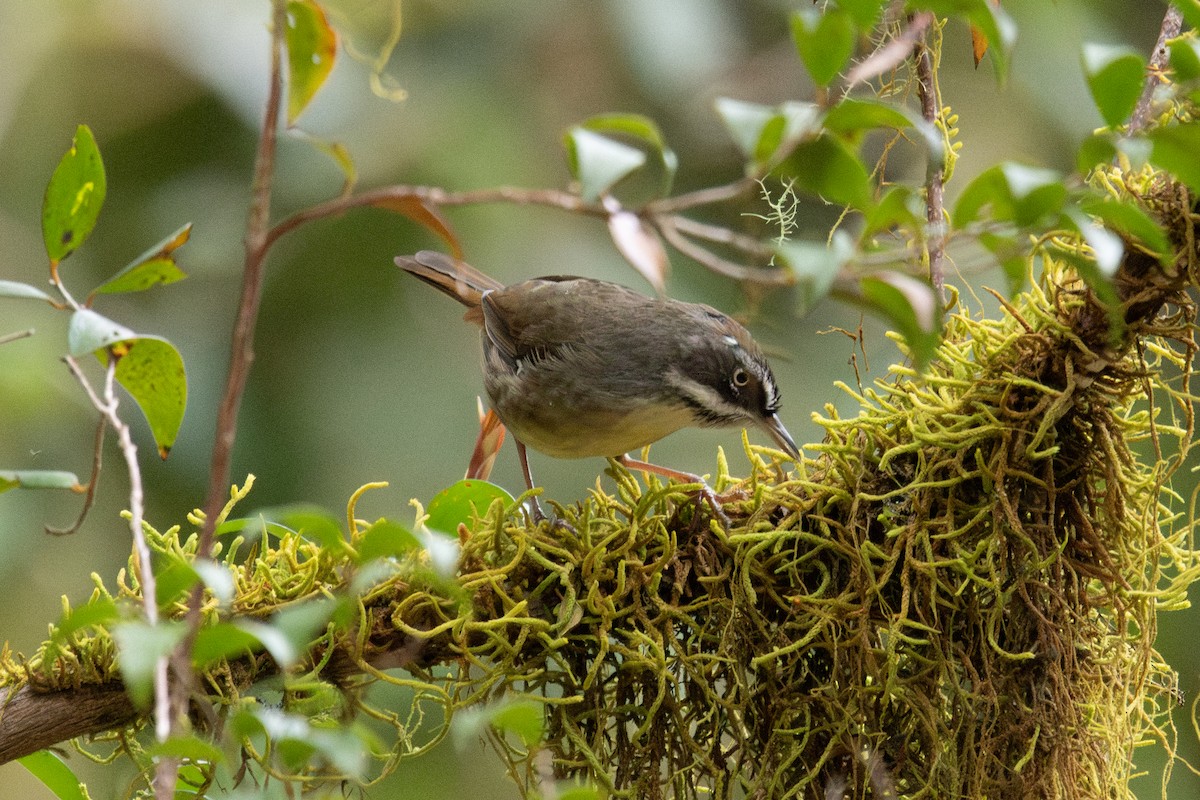 White-browed Scrubwren (White-browed) - ML644502351