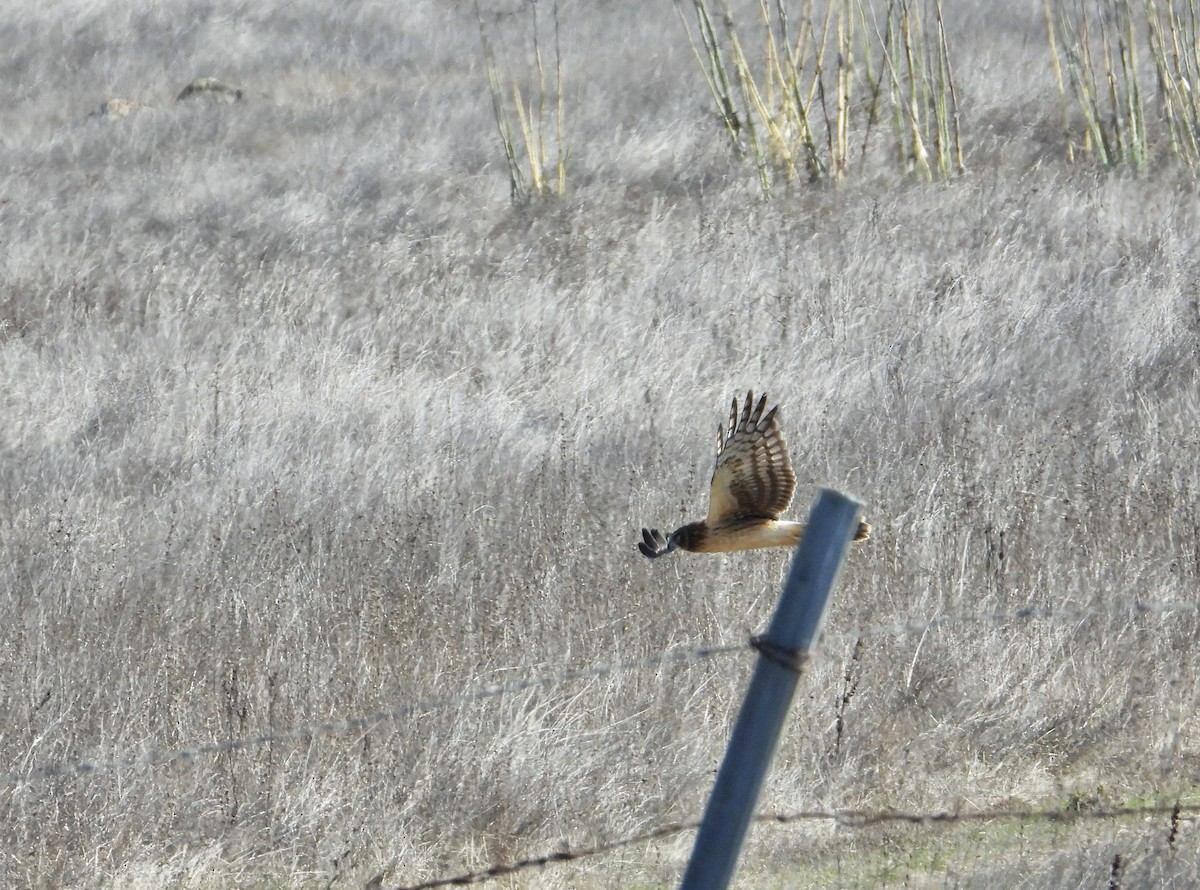 Northern Harrier - ML644502354