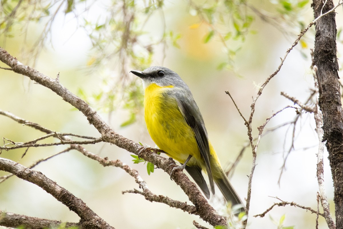 lejsčík žlutý - ML644502355