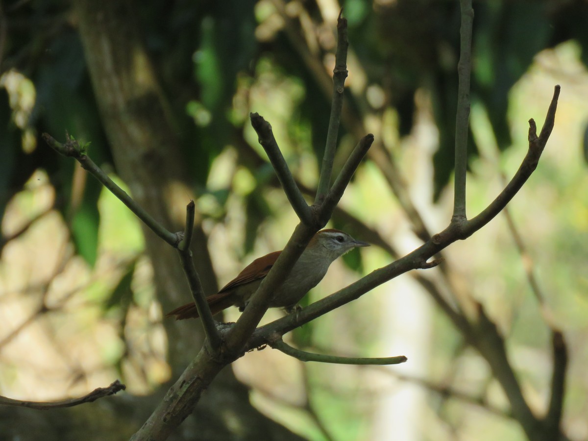 Rusty-backed Spinetail - ML644502368