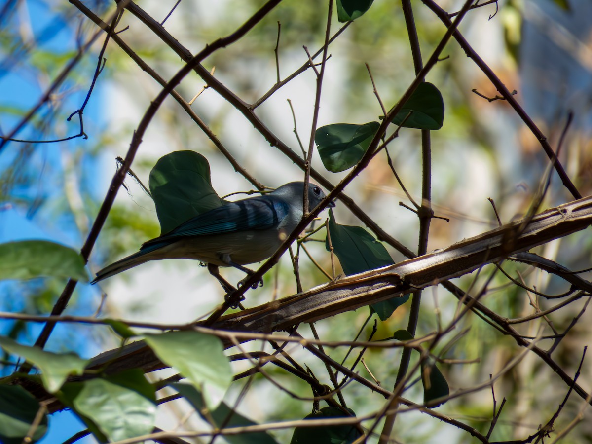 Sayaca Tanager - ML644502369