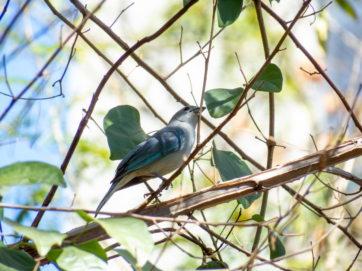 Sayaca Tanager - ML644502372