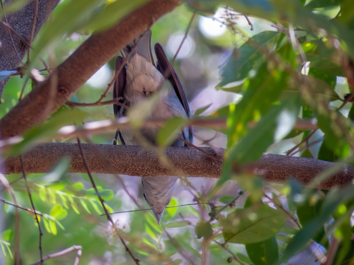 Sayaca Tanager - ML644502375