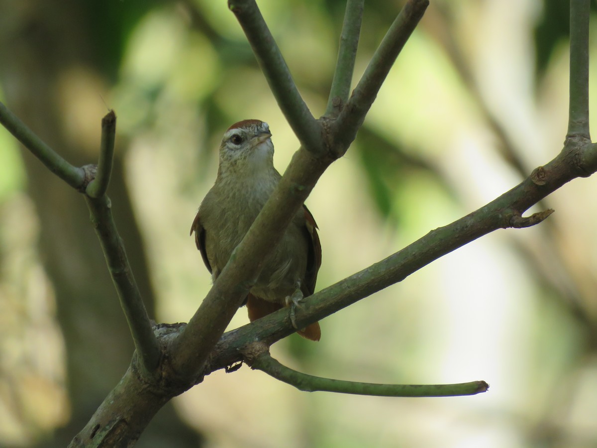 Rusty-backed Spinetail - ML644502378
